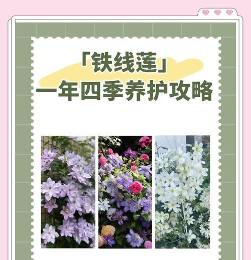 铁线莲冬季修剪方法是什么？