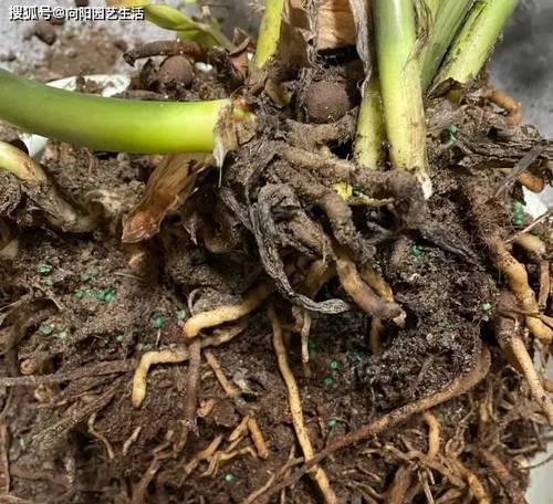 木本植物烂根的补救措施是什么？