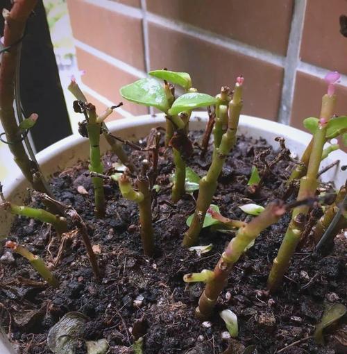 木本植物烂根的补救措施是什么？