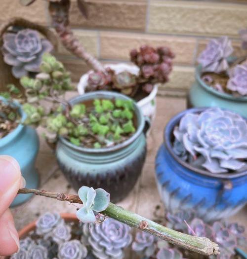 木本植物烂根的补救措施是什么？