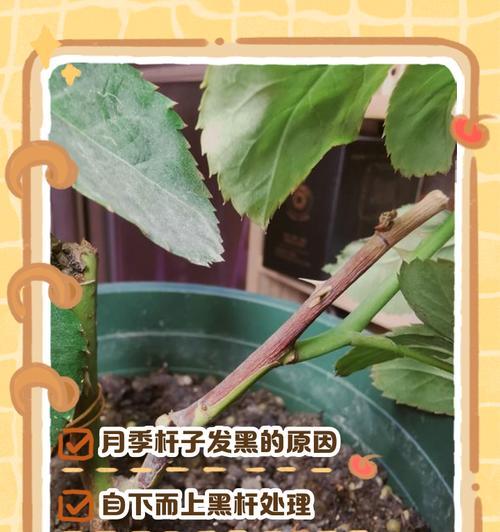 月季杆子发绿是什么原因？如何处理？