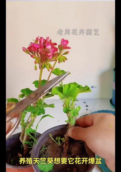 天竺葵小苗的养护技巧有哪些？