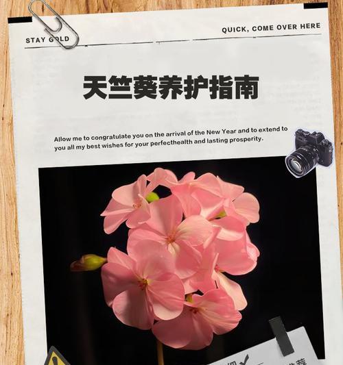 天竺葵小苗的养护技巧有哪些？