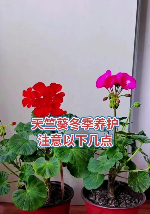 冬天天竺葵脱土的原因是什么？