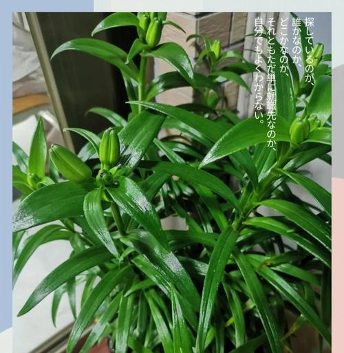 自制钙土肥料有哪些窍门和技巧？