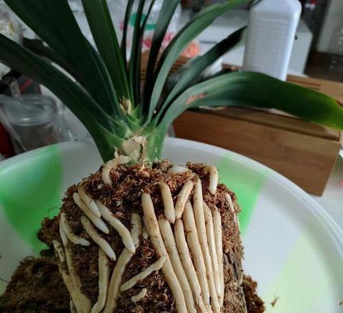 君子兰修剪老叶片的最佳时机和方法是什么？