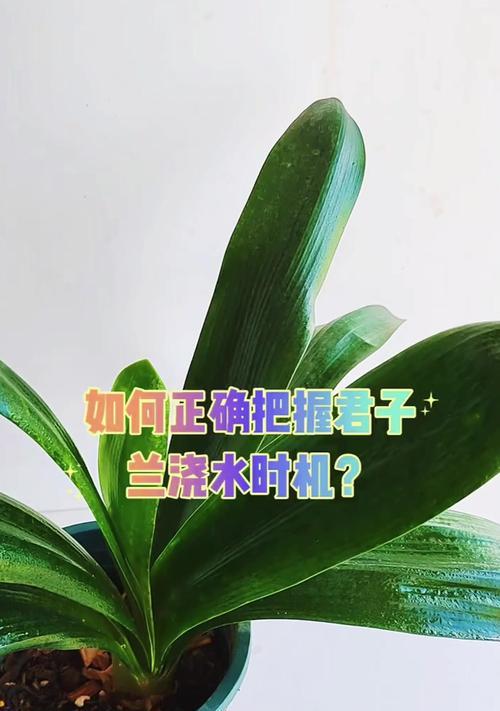 君子兰修剪老叶片的最佳时机和方法是什么？