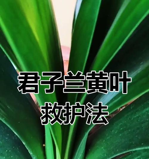 君子兰叶片发黄的可能原因有哪些？