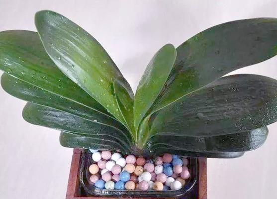 君子兰移苗怎么生根快？有哪些有效的方法？