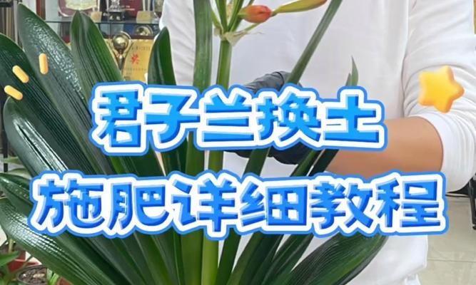 君子兰移苗怎么生根快？有哪些有效的方法？