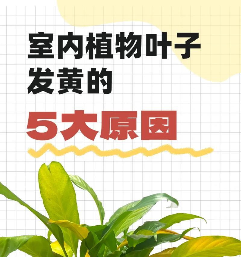 君子兰叶片发黄的可能原因有哪些？