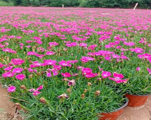露天阳台适合种植哪些花？如何选择适合露天阳台的花卉？