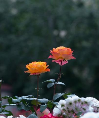 露天阳台适合种植哪些花？如何选择适合露天阳台的花卉？