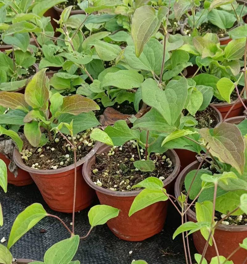 铁线莲种植数量与开花关系？怎样才能成功开花？