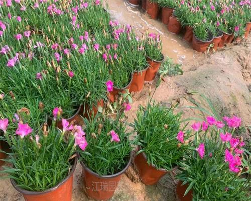 露天阳台适合种植哪些花？如何选择适合露天阳台的花卉？