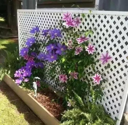 铁线莲种植数量与开花关系？怎样才能成功开花？