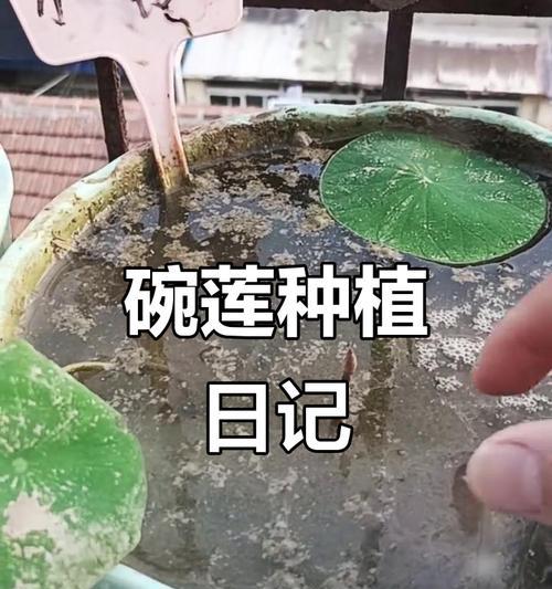 荷花盆景中荷叶的养护技巧是什么？