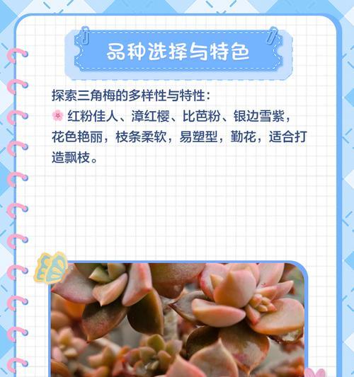 三角梅飘枝养护需要注意哪些要点？