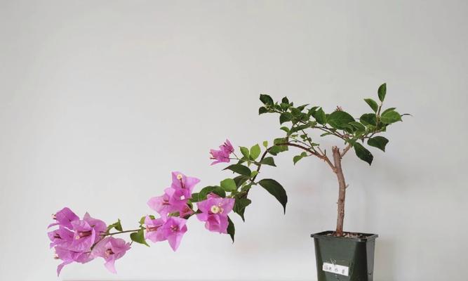 三角梅飘枝养护需要注意哪些要点？