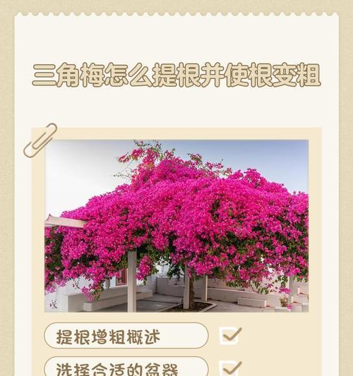 提根三角梅如何扦插繁殖？步骤是什么？