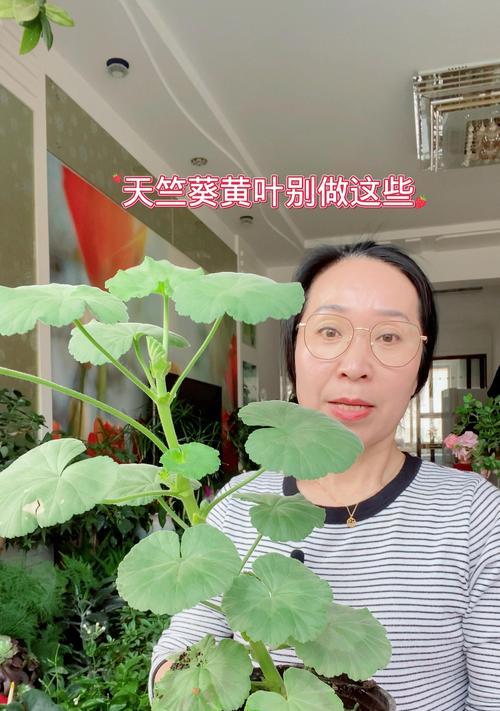 露养天竺葵黄叶？如何解决？