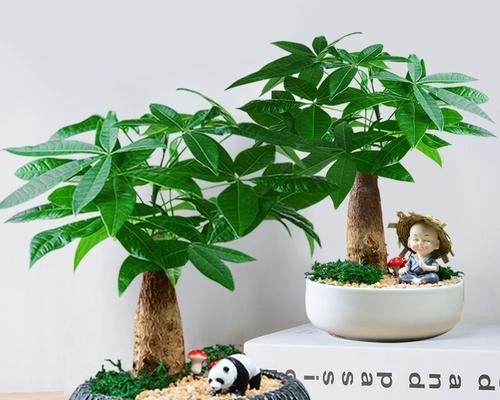 佛家盆景摆件怎么摆放？有哪些风水讲究？