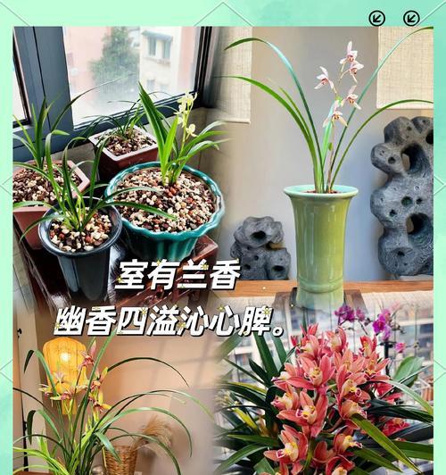 阳台适合养哪些兰科植物？