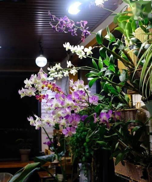 阳台适合养哪些兰科植物？
