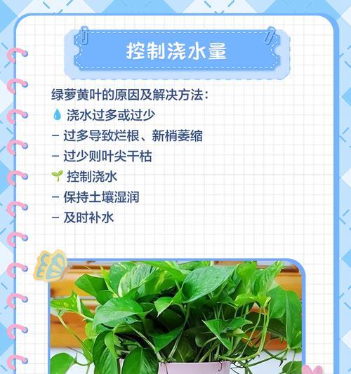 绿萝叶子爱发黄是怎么回事？如何解决？