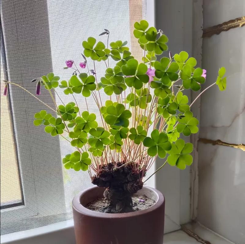 没有盆的盆景如何种植才能美观？