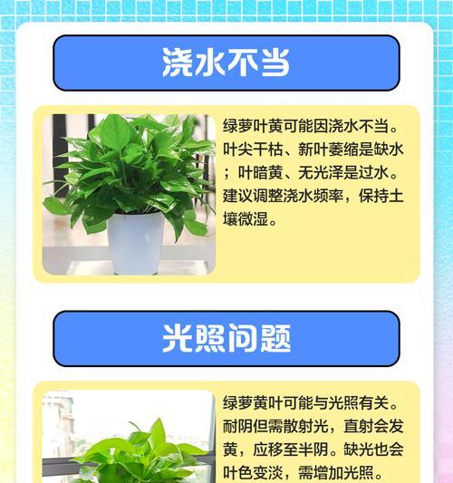 绿萝叶子爱发黄是怎么回事？如何解决？