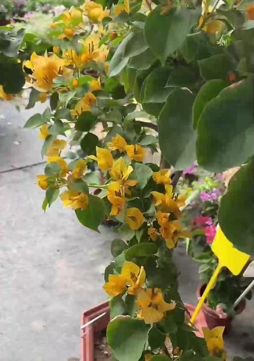 20多度时天竺葵的浇水方法是什么？