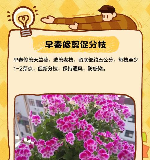 20多度时天竺葵的浇水方法是什么？