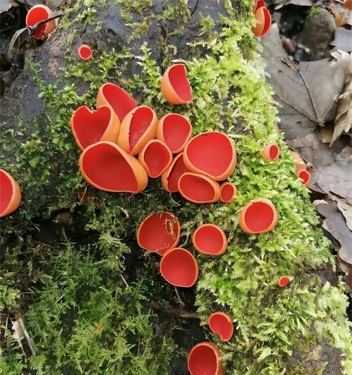 象头山兰科植物有哪些？它们的生长环境和特点是什么？
