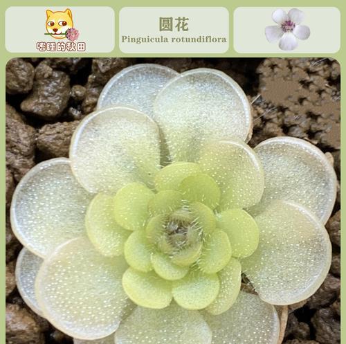 象头山兰科植物有哪些？它们的生长环境和特点是什么？