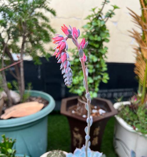 象头山兰科植物有哪些？它们的生长环境和特点是什么？