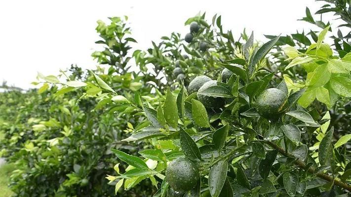 四大古果驯化栽培技术的要点是什么？