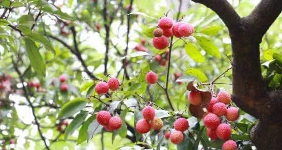 四大古果驯化栽培技术的要点是什么？