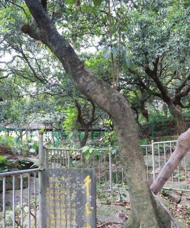 四大古果驯化栽培技术的要点是什么？