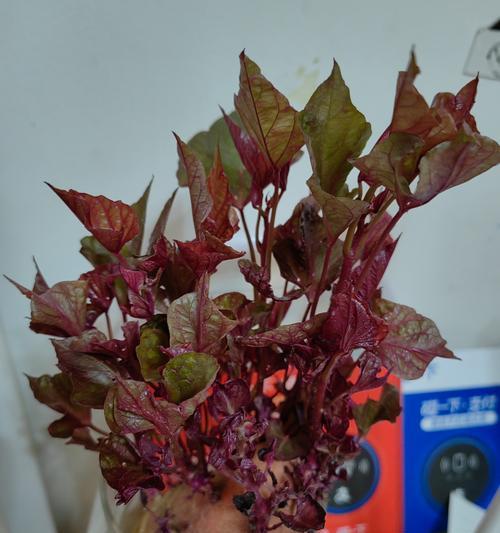 什么季节会播种红薯？最佳播种时间是什么时候？