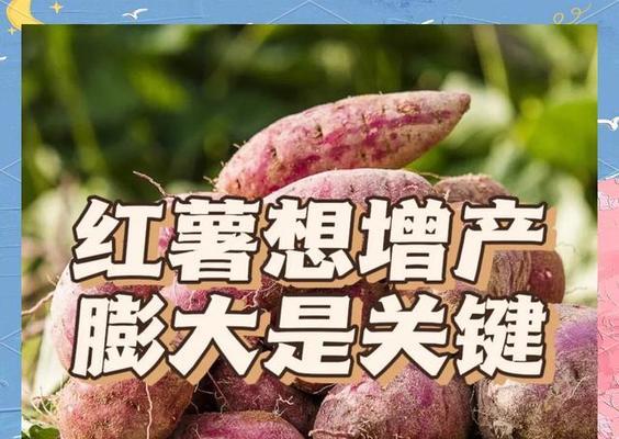 什么季节会播种红薯？最佳播种时间是什么时候？