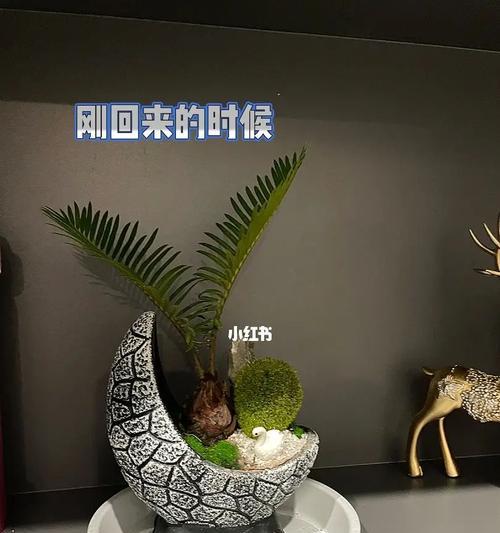 光头铁树浇水的正确方法是什么？