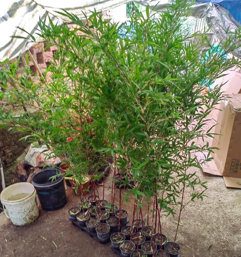室内观赏植物竹子有哪些种类？如何选择适合的品种？