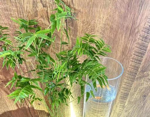 室内观赏植物竹子有哪些种类？如何选择适合的品种？
