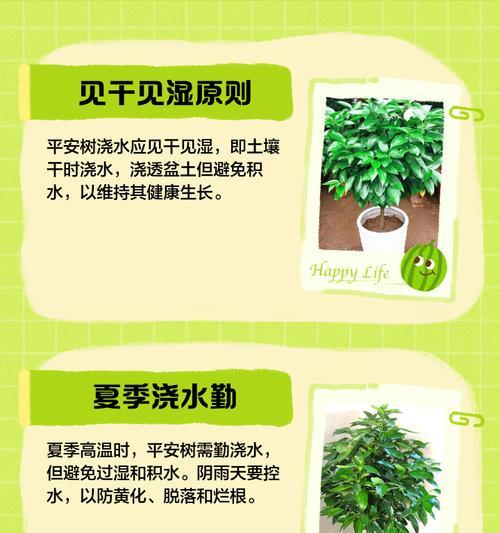 光头铁树浇水的正确方法是什么？