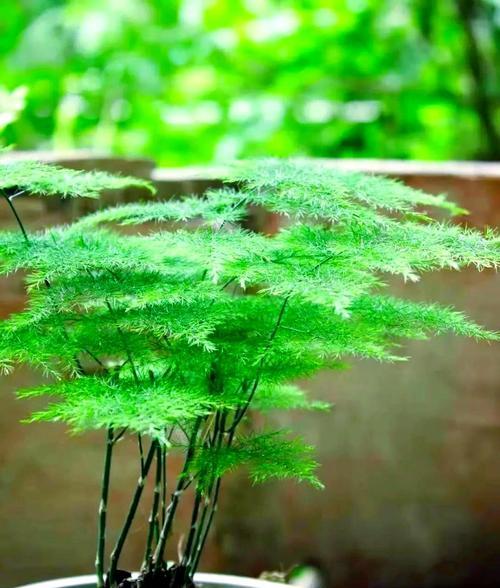 室内观赏植物竹子有哪些种类？如何选择适合的品种？