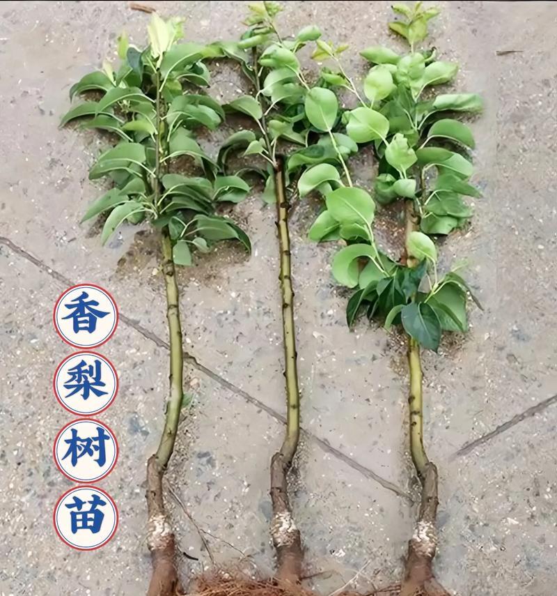 梨树优质高效栽培的关键技术是什么？