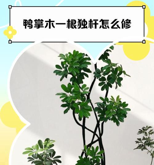 鸭掌木造型盆景的修剪技巧有哪些？