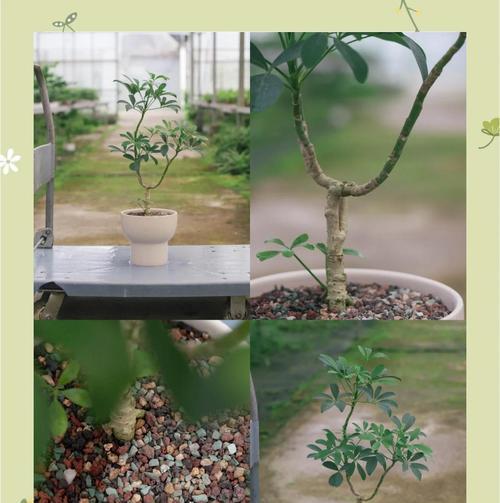 鸭掌木造型盆景的修剪技巧有哪些？