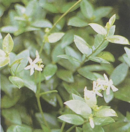 赤藤种植浇水的正确方法？